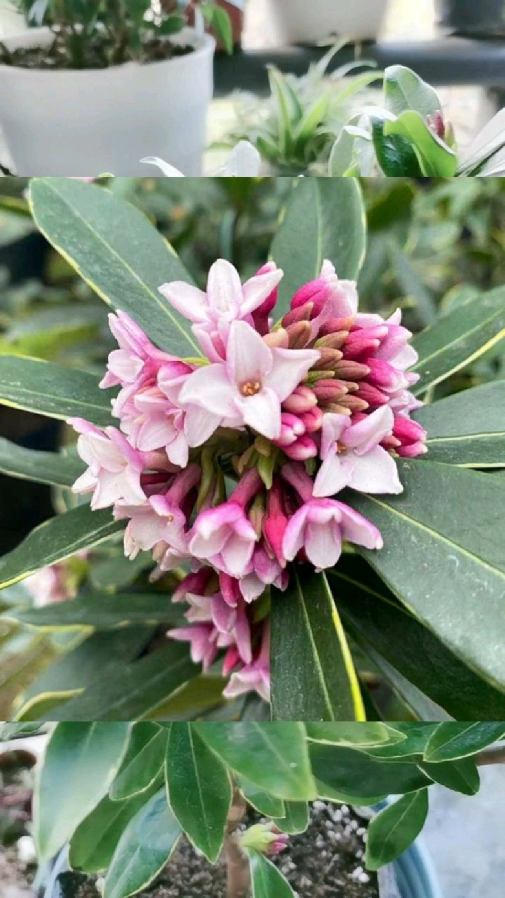 好物推荐:比茉莉栀子还香的金边瑞香