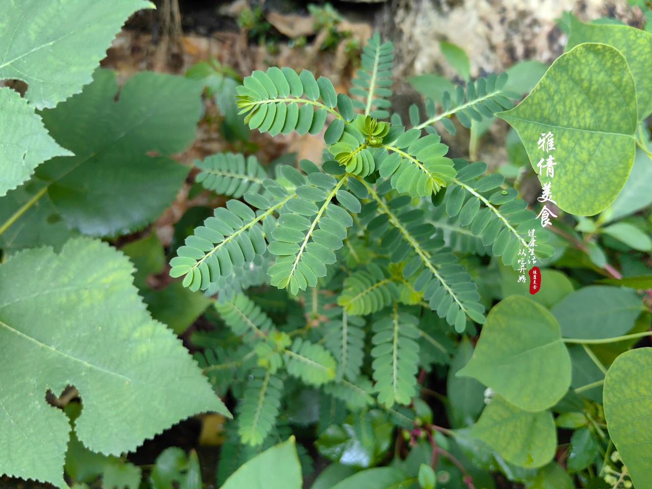 珍珠草功效主治药用图片