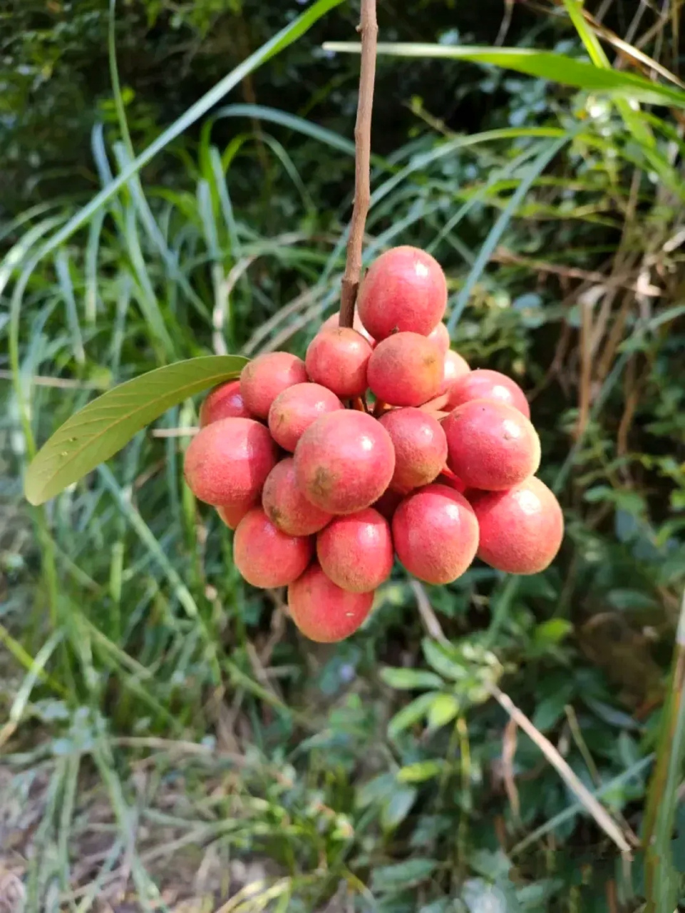 跟朋友一起在路边发现的野生水果,颜色跟野生地瓜差