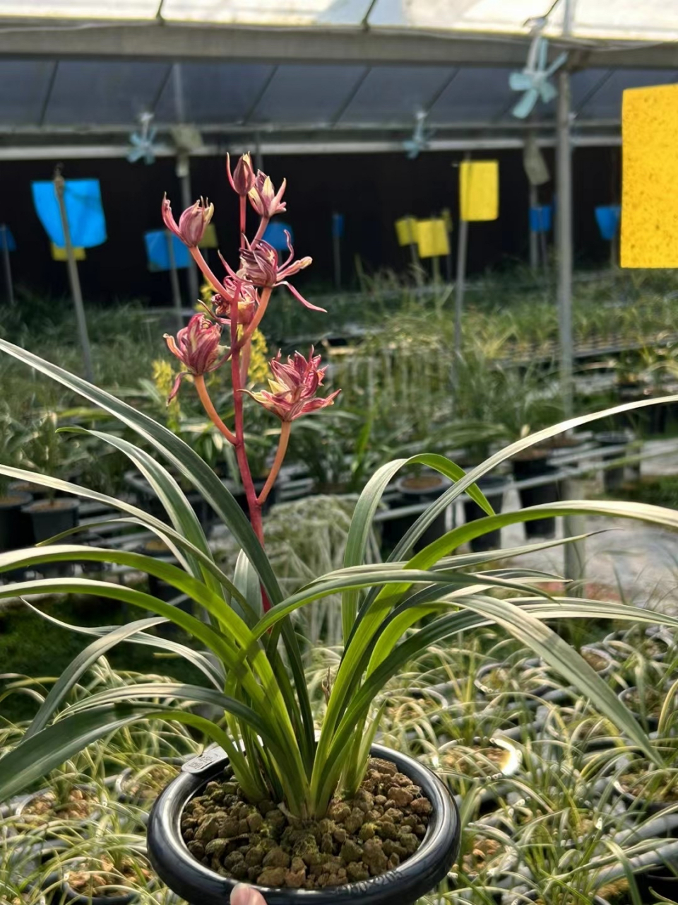 墨兰 红奇花 请欣赏