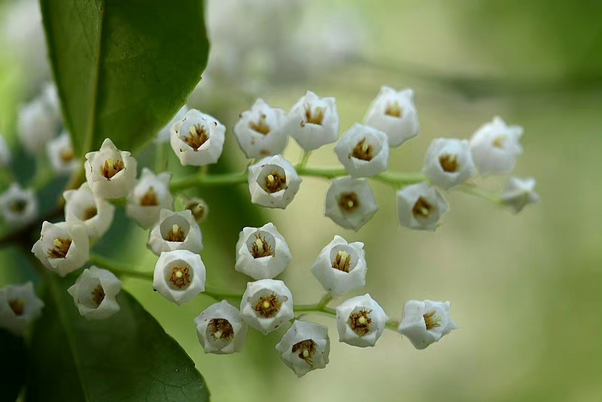 马醉木(pieris japonica),杜鹃花科马醉木属.摄于浙江温州楠溪江.