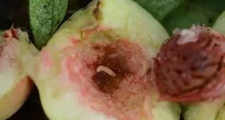 北方梨小食心虫怎样防治?