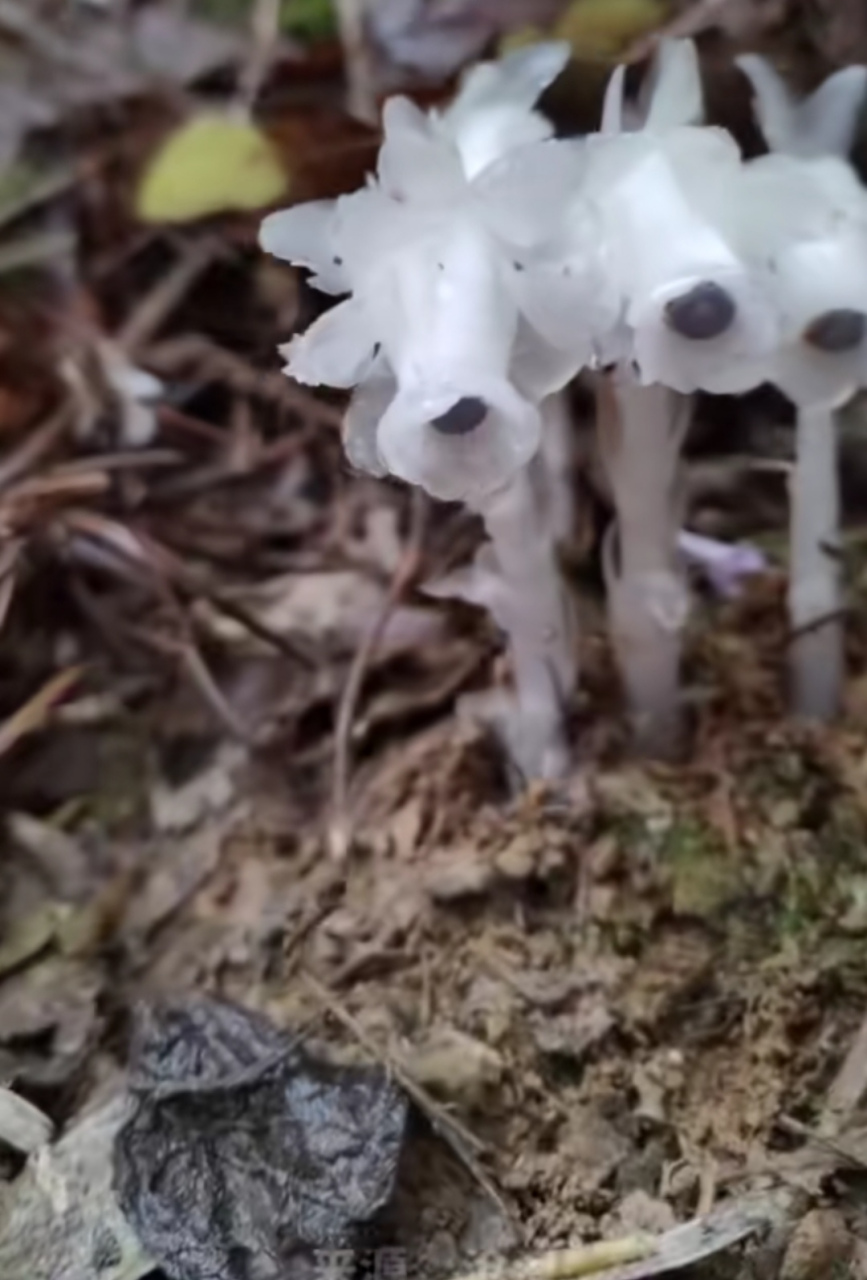 网友:好漂亮的牢底坐穿兰,像植物大战僵尸中的寒冰射手.