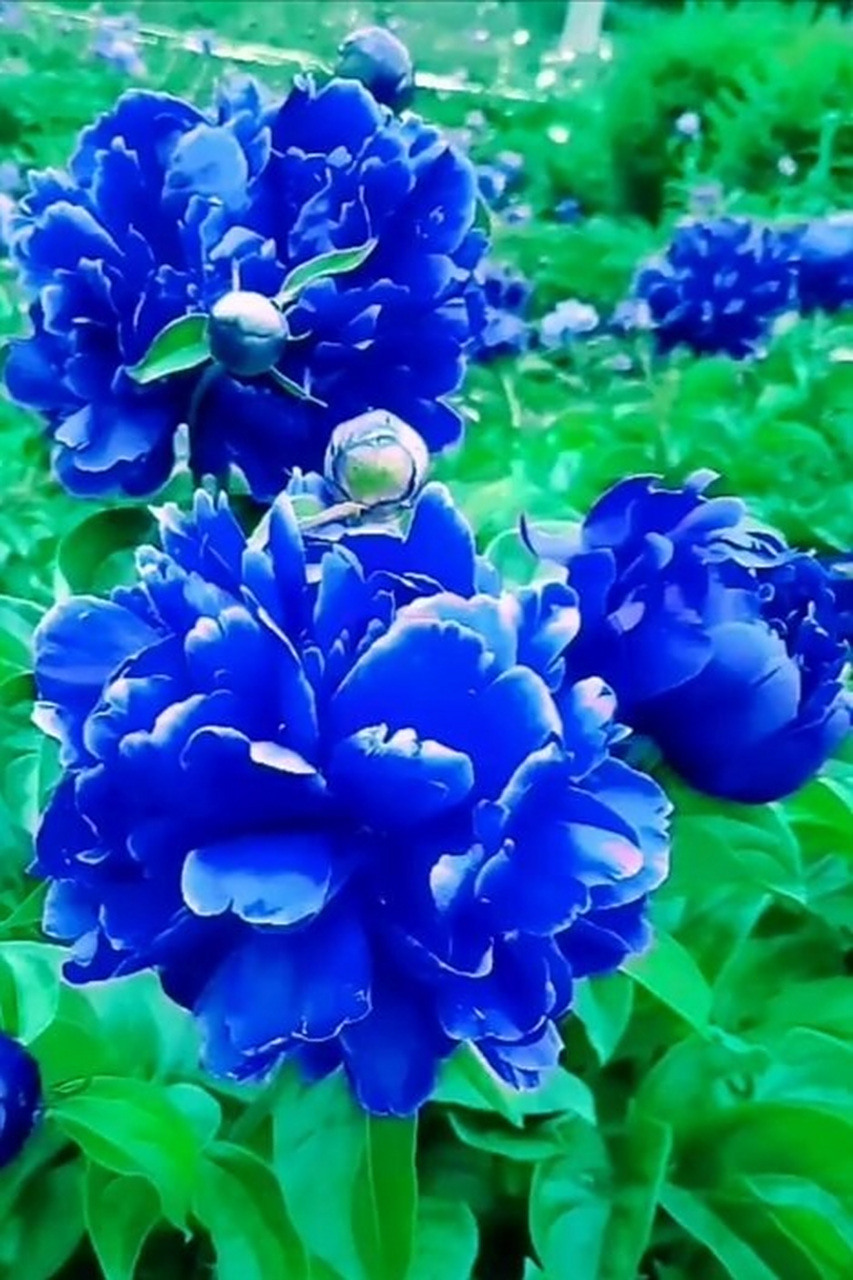绝美冷艳的蓝牡丹开出一片蓝色的海洋 牡丹花的赞歌——《牡丹之歌》