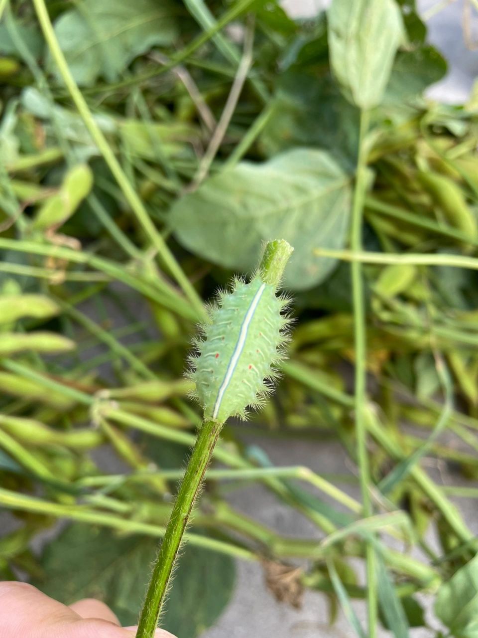 花豆虫图片图片