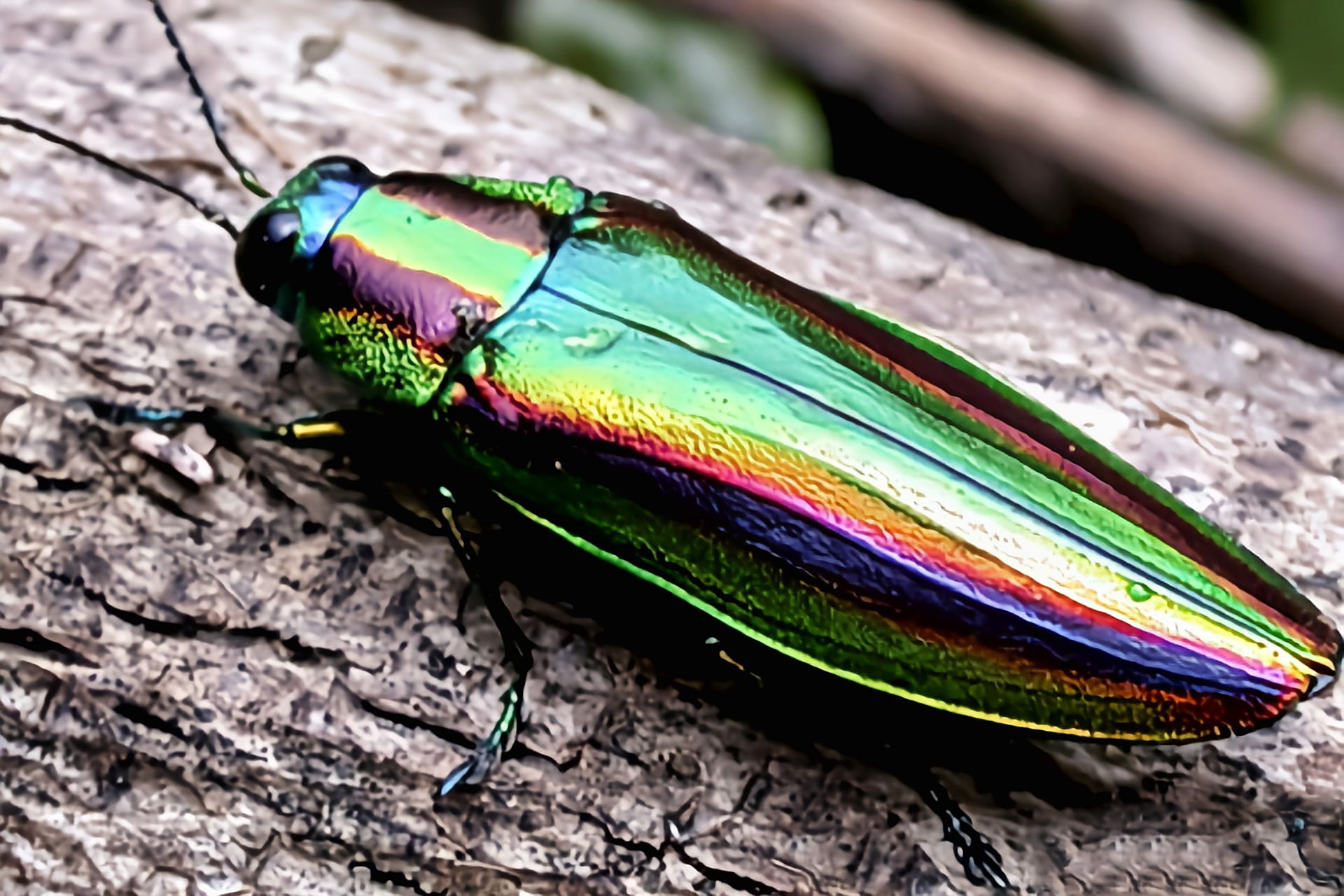 每天认识一种昆虫——桃金吉丁虫 桃金吉丁虫别名桃红吉丁虫,是鞘翅目