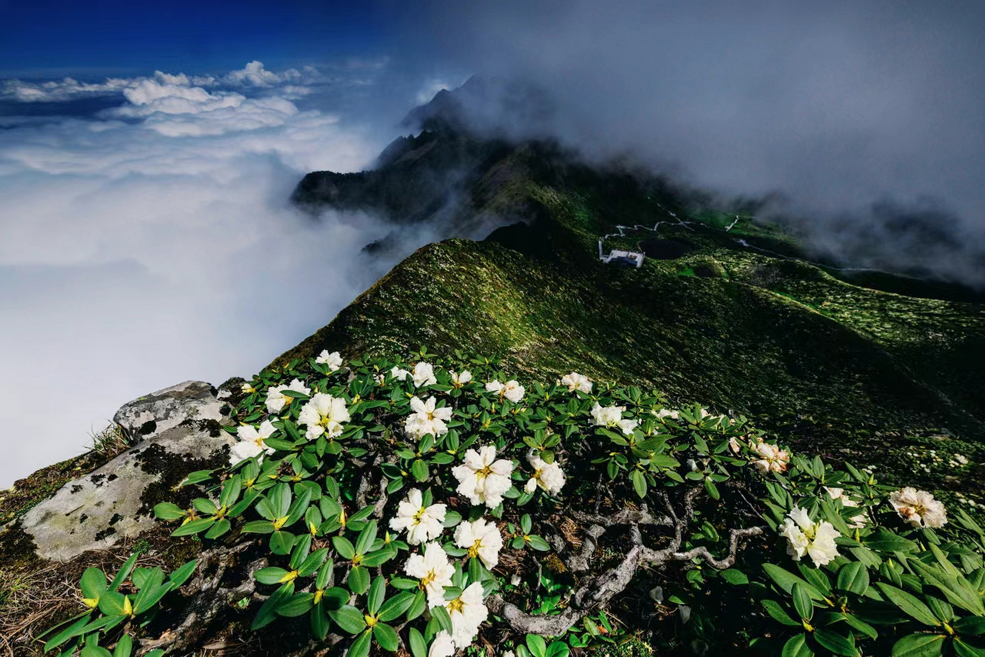 ai共创计划# 盛夏时节,大理苍山洗马潭漫山遍野的杜鹃花竞相绽放.