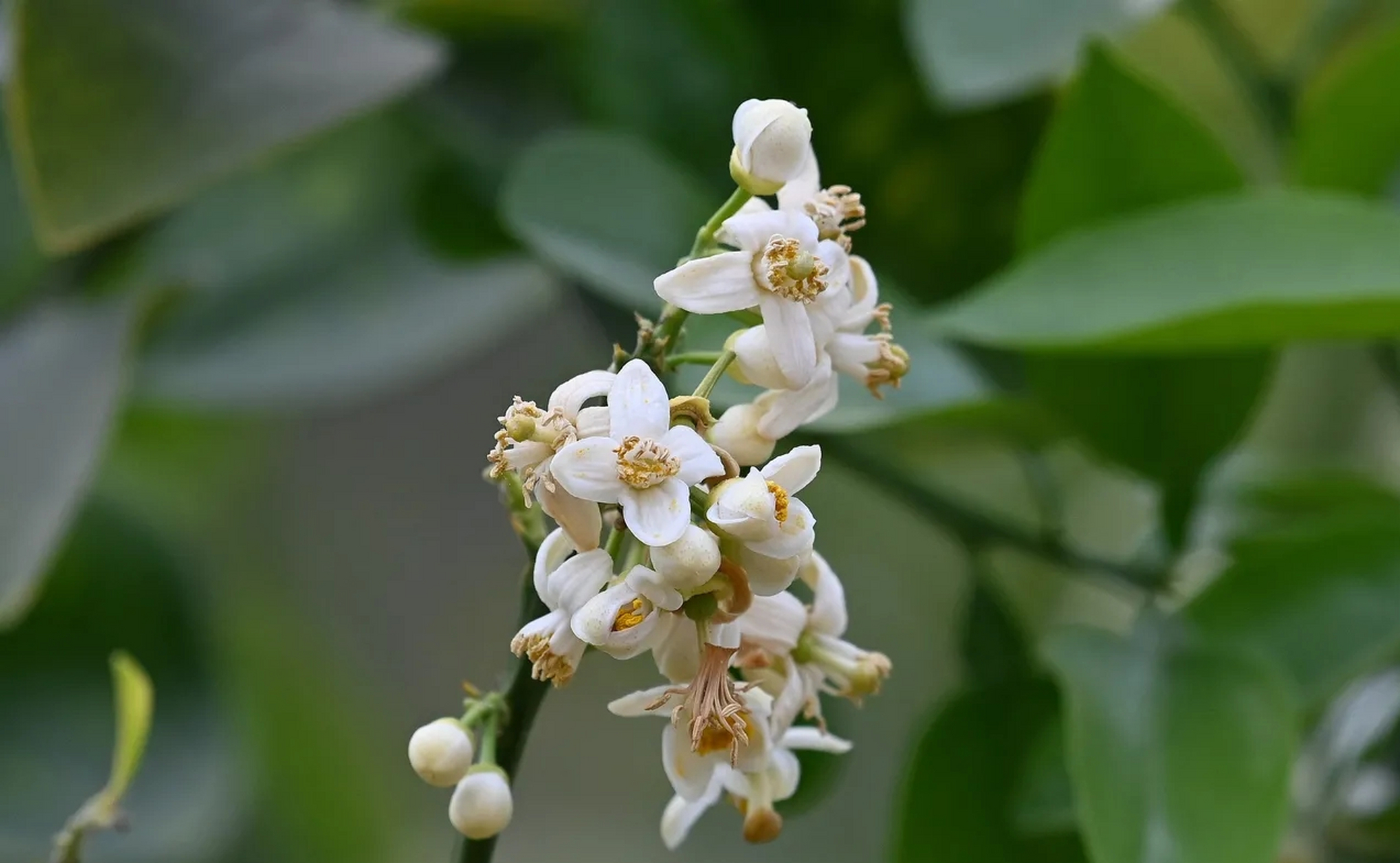 柚子花程式图片