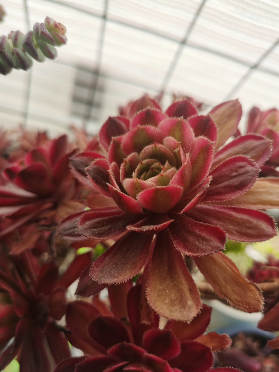 多肉# 红覆轮法师是法师中漂亮的存在,它属于景天科莲花掌属,和翡翠