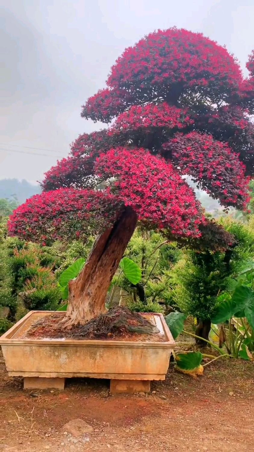 红花紫薇继木造型树红红火火四季不落叶适合庭院别墅农家小院栽植-度