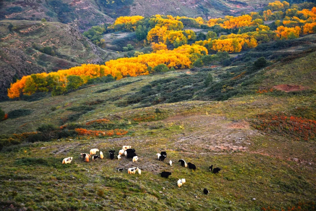 贾志清:乡关何处