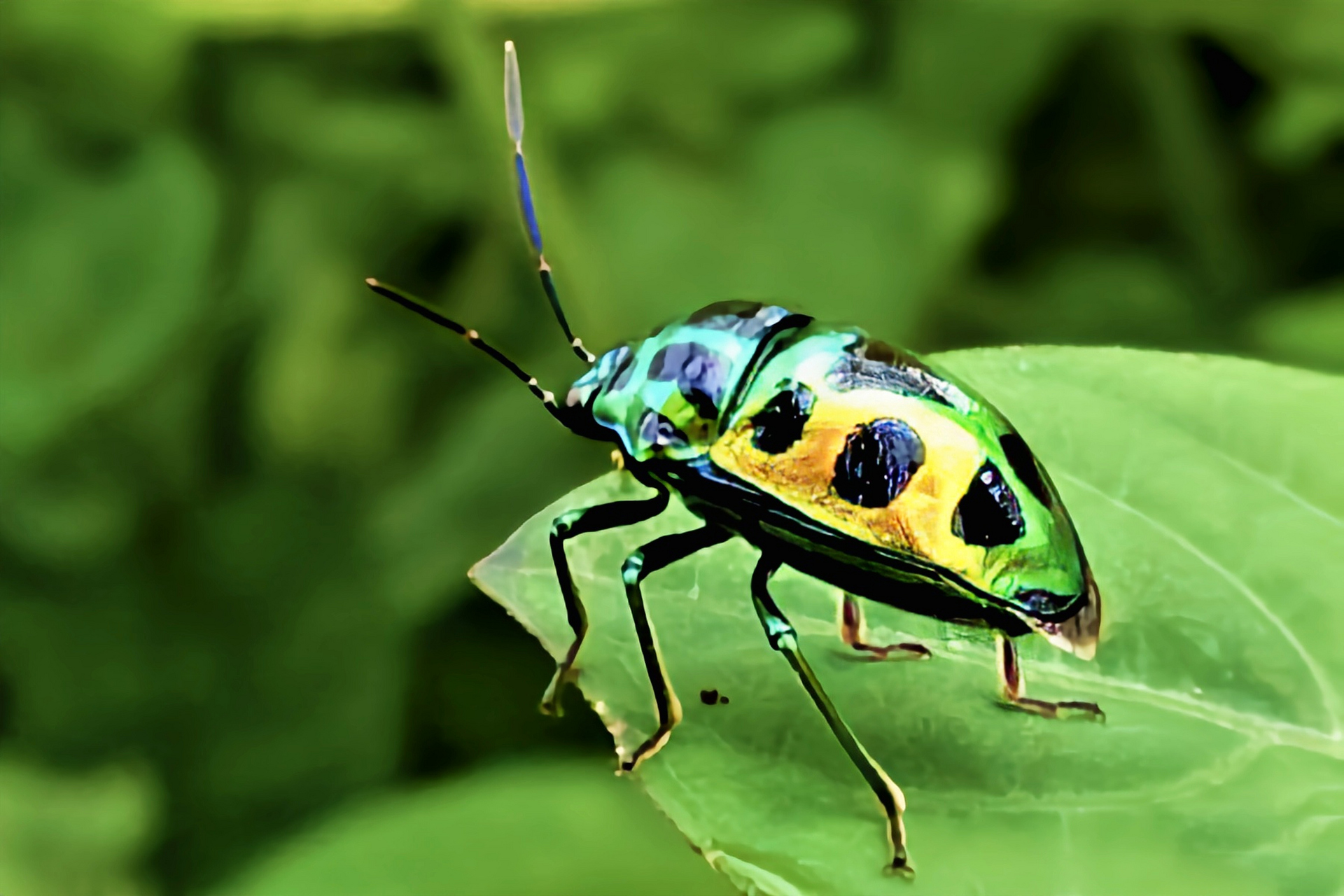 每天认识一种昆虫——紫丽盾蝽 紫丽盾蝽别名宝石虫,金属盾虫,是