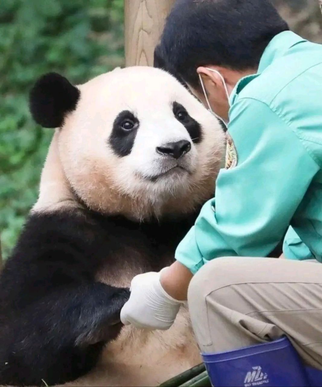 福宝和爷爷 #福宝 #熊猫界顶流