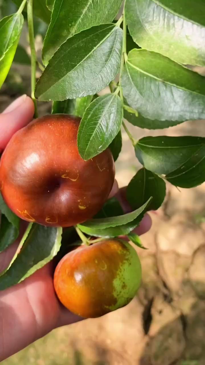 扁圆形的枣个头大口感脆甜种植挂果率高