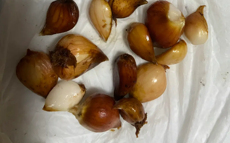 郁金香的种子应该长什么样呢?