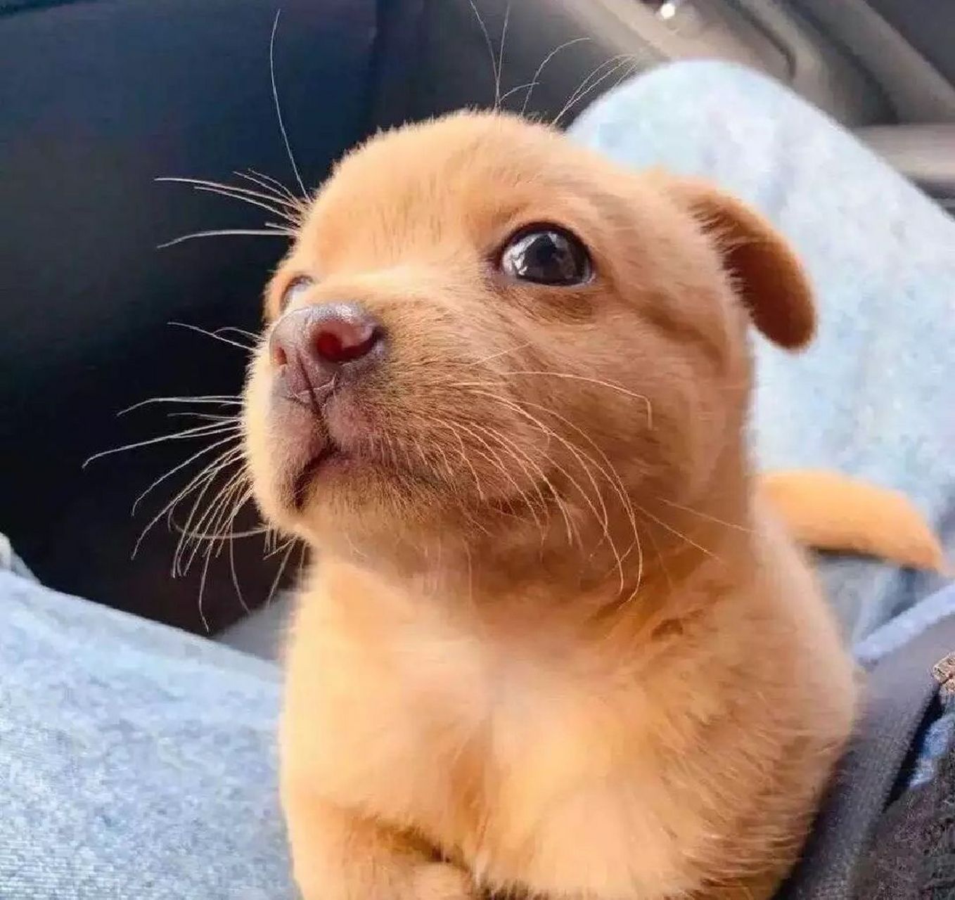 大家来给小狗狗取一个有涵养点的名字吧#动态创作月