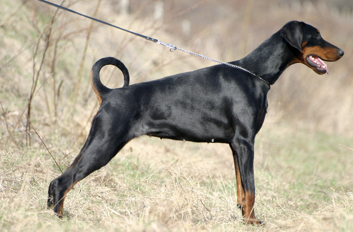 狗狗品种大全之澳洲野犬,杜高犬,杜宾犬等