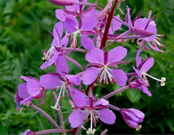 风景阿尔山——柳兰(阿尔山市花)