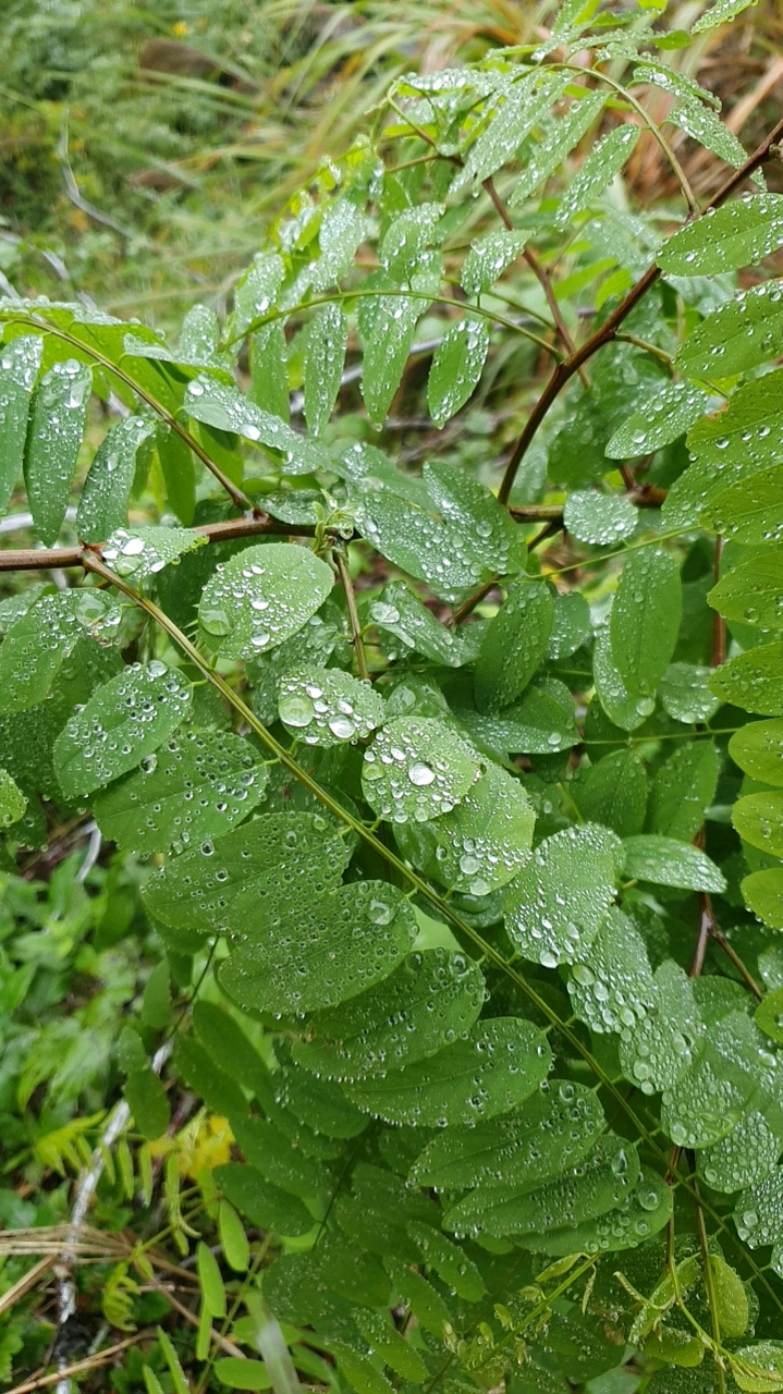 雨后的绿树叶