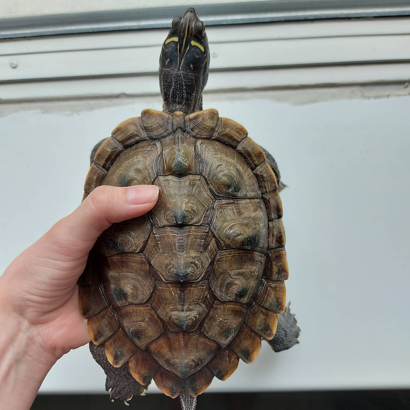 地图龟喂多少吃多少会不会有事啊?