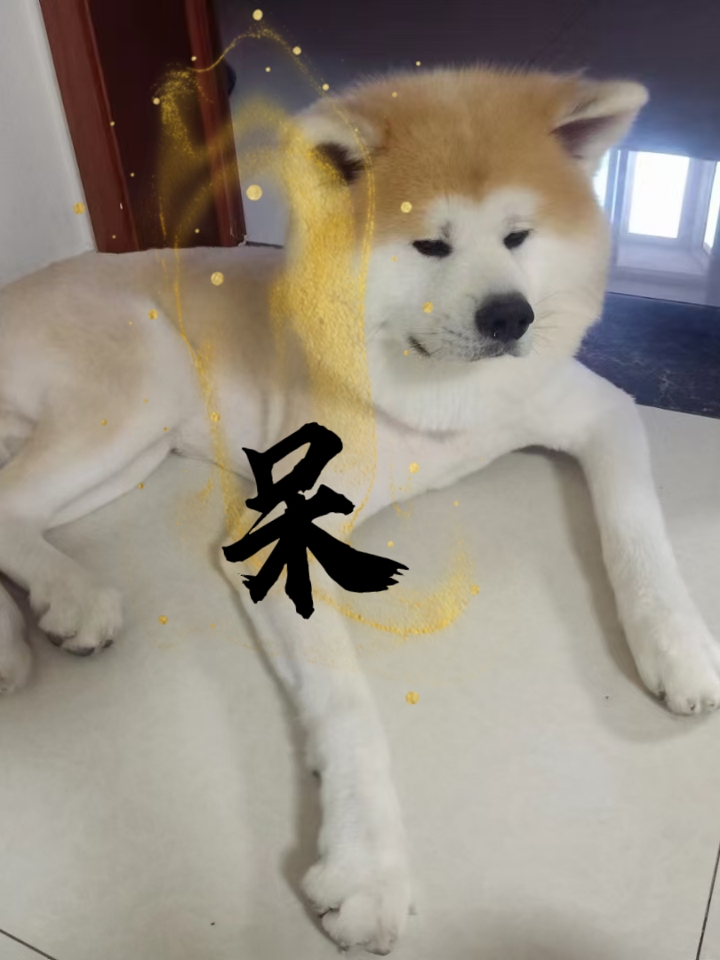 秋田犬表情包合集