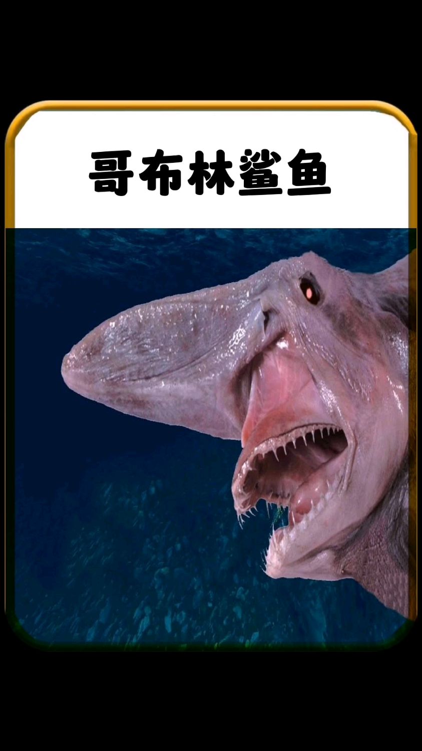 海底怪物哥布林鲨鱼