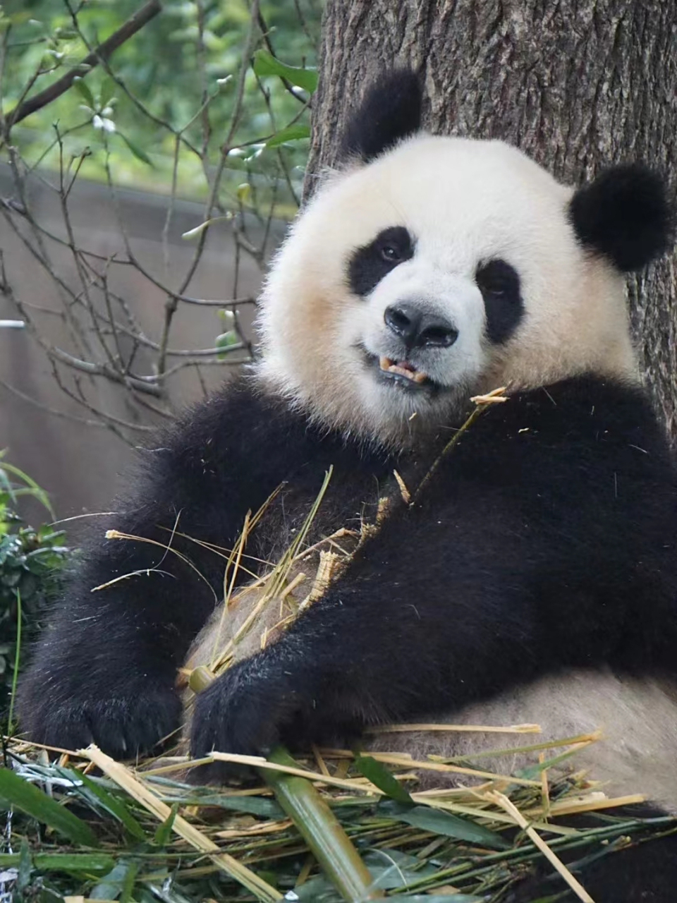 前一秒园润:告诉姨姨,我超凶的,后一秒圆润:嘿嘿嘿,是骗姨姨哒,我超