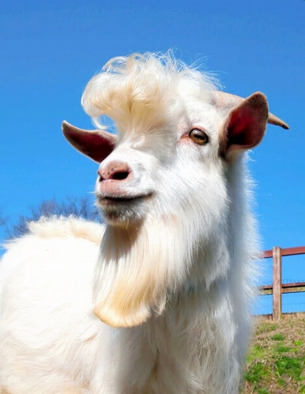 干净的山羊90,头发有型,胡须冉冉,看着还蛮舒服.