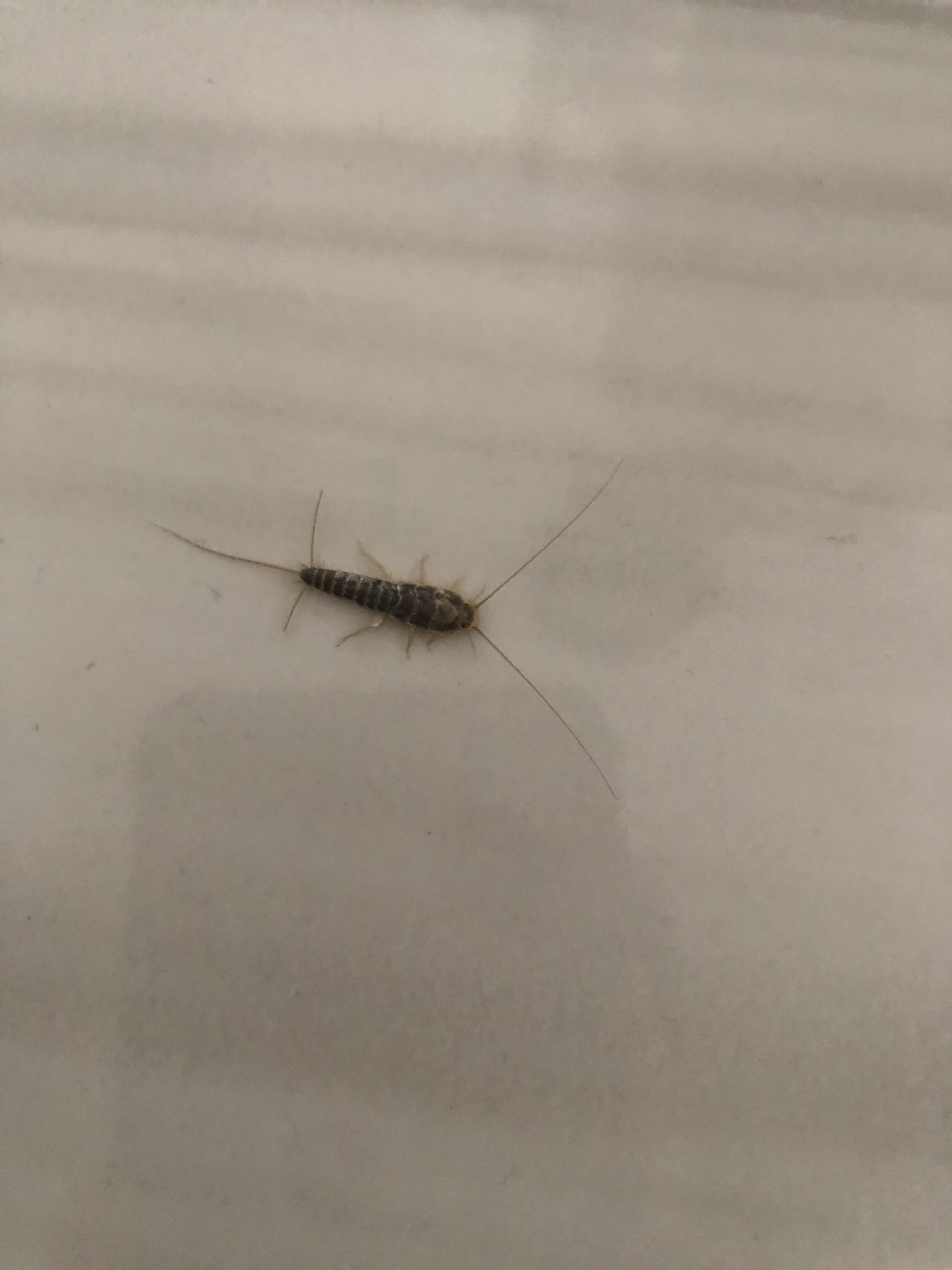 经常在家的墙角和沙发后面发现这种虫子,这是什么虫子?