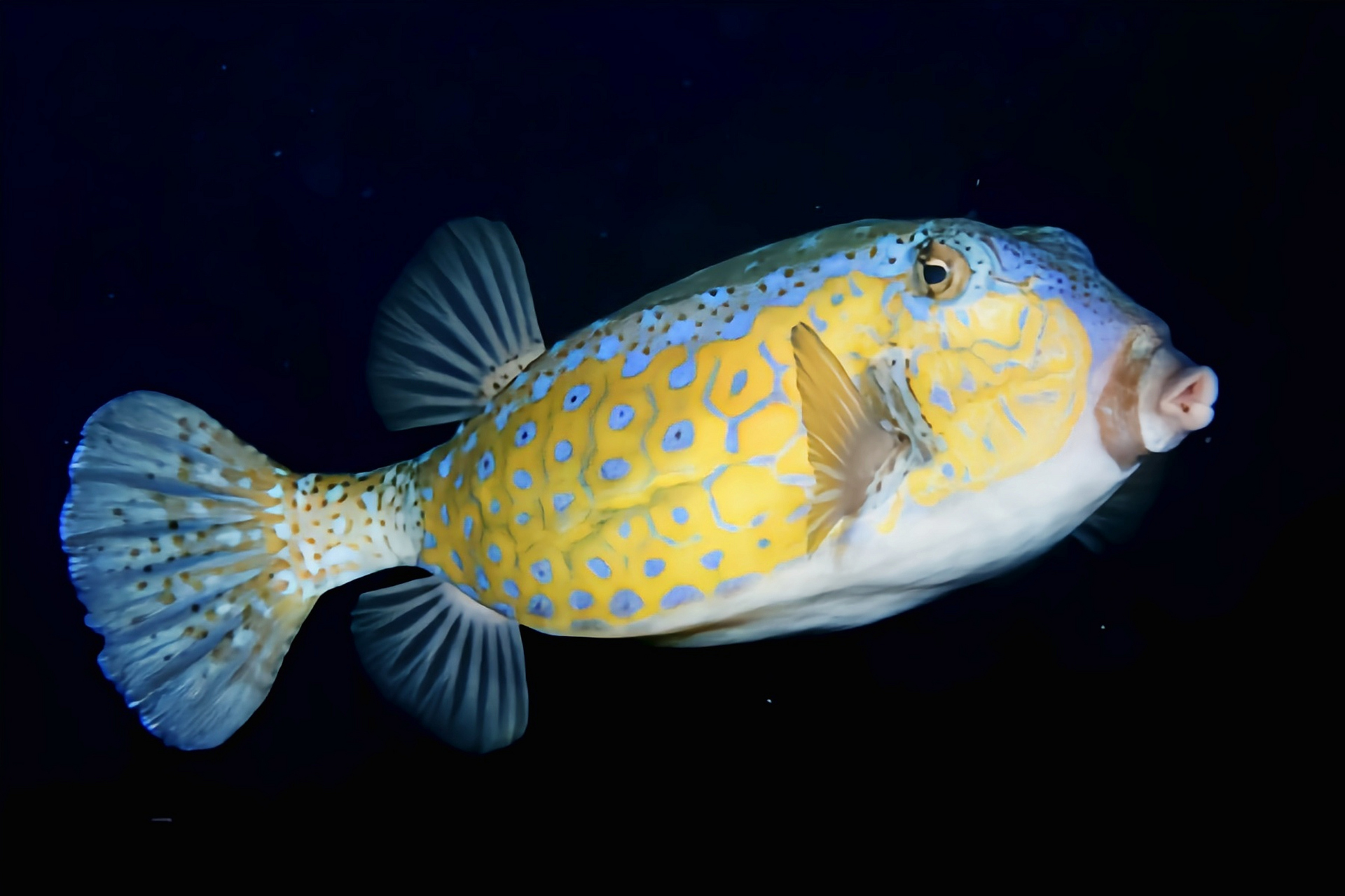 每天认识一种动物——蓝点箱鲀 蓝点箱鲀别名无斑箱鲀原产于太平洋