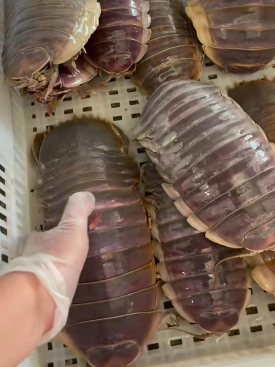 这是海鲜吗?见过"潮虫"的朋友,应该不敢下口吧?