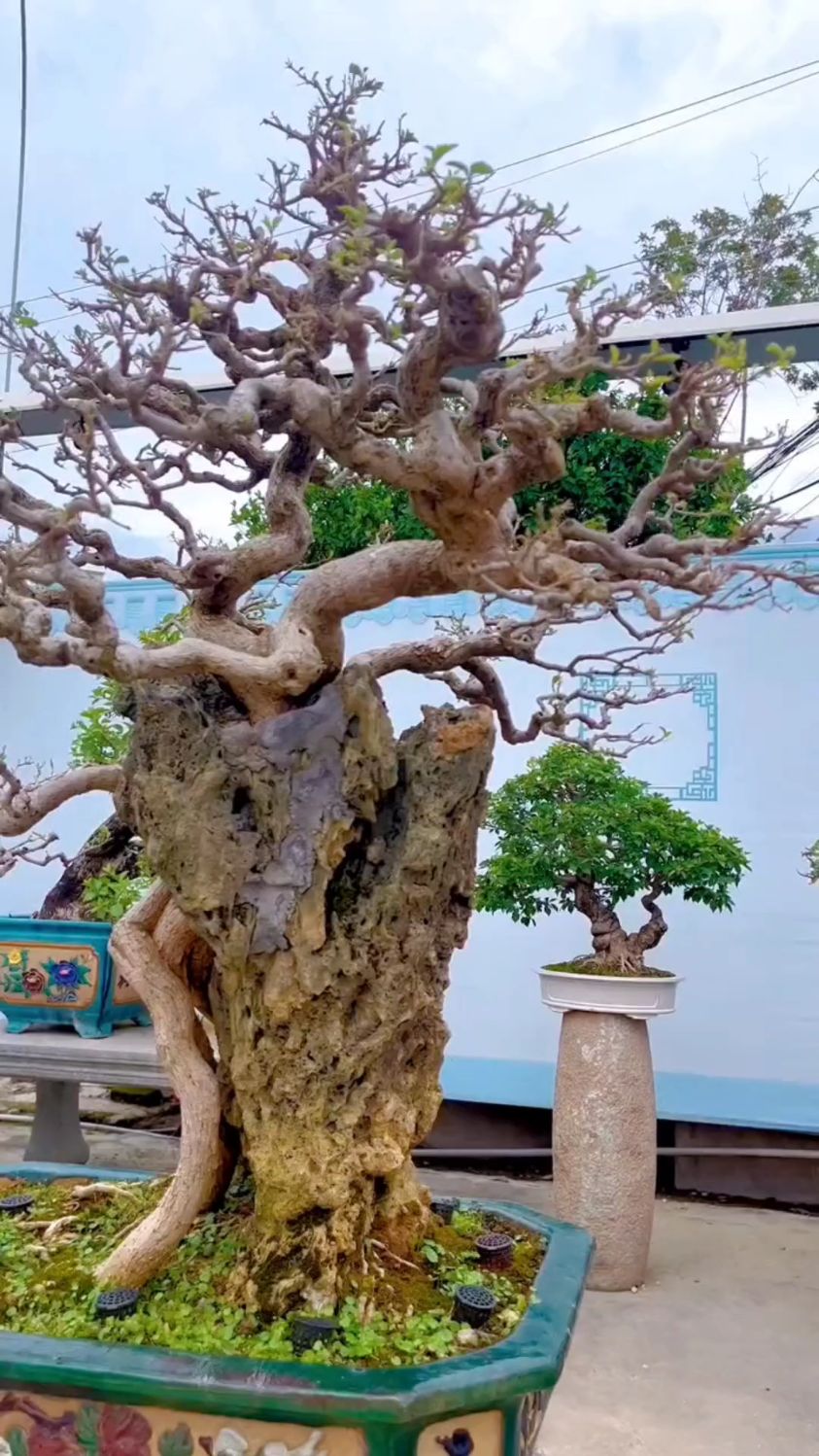 附石年功三角梅