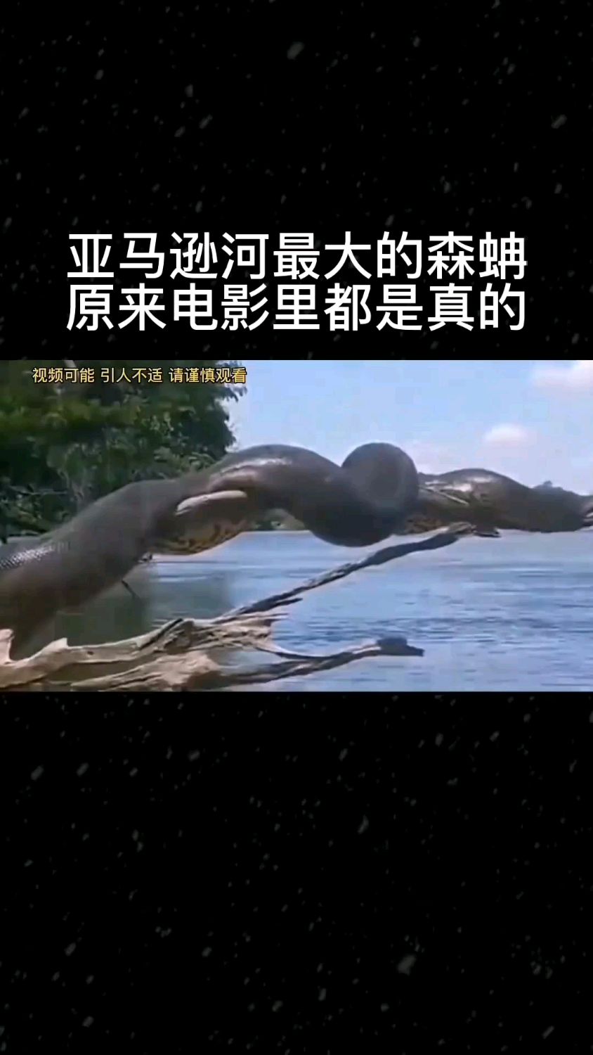 亚马逊河最大森蚺,原来电影里的都是真的.