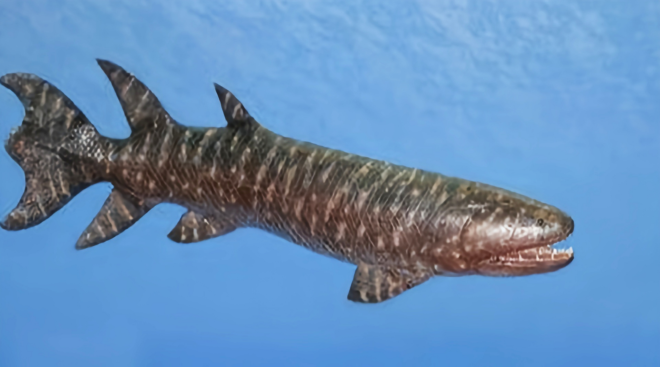 远古生物探秘——真掌鳍鱼 真掌鳍鱼是生活在泥盆纪的肉鳍鱼类(已灭绝