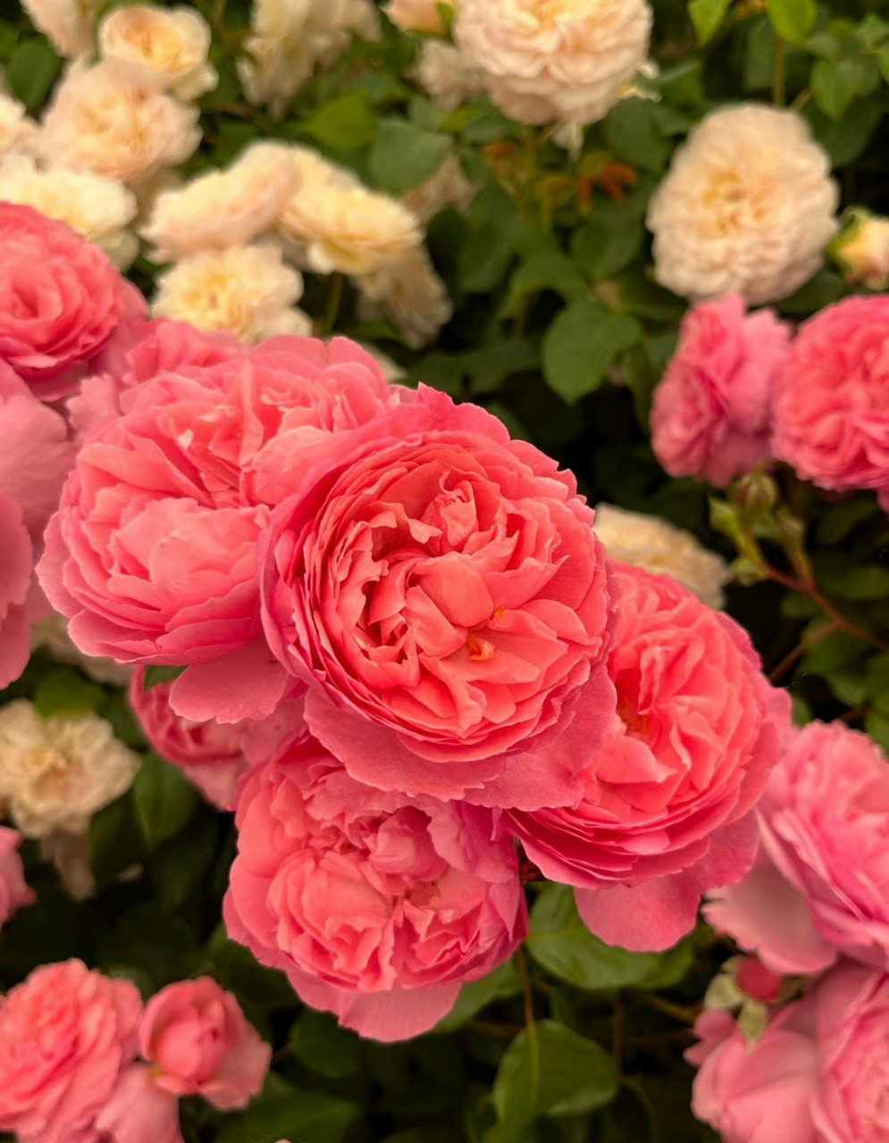 2023 da另一个新品种penelope lively 深粉,杯型,花朵中型大小,浓香