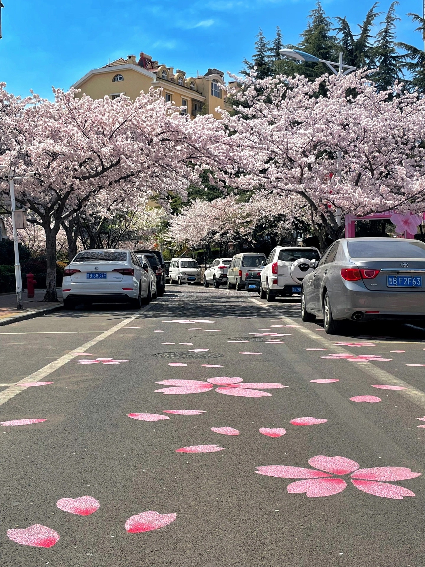 青岛樱花路图片