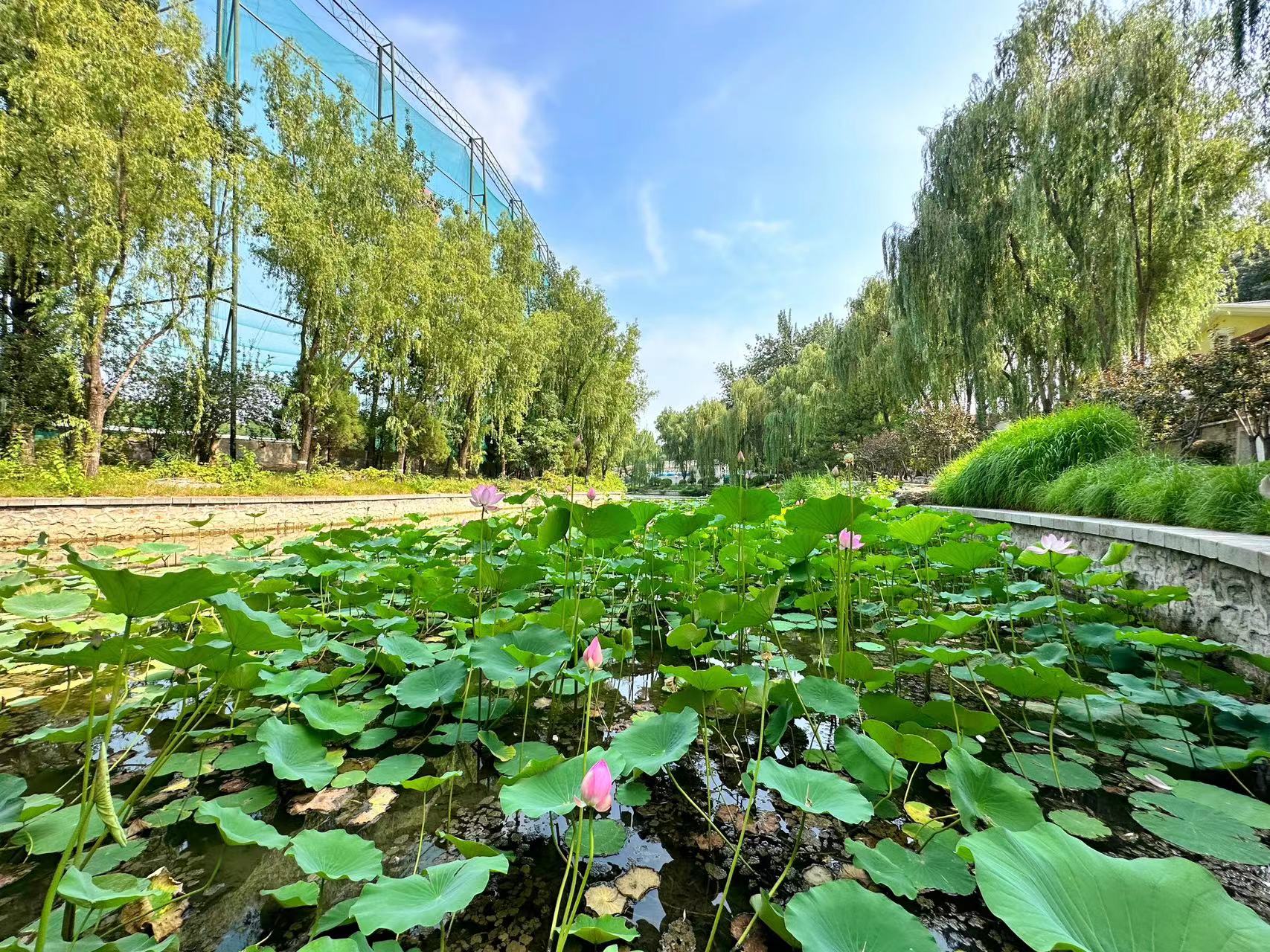 玩转东城|青年湖公园最美荷花上线,来东城消暑有"凉方"!