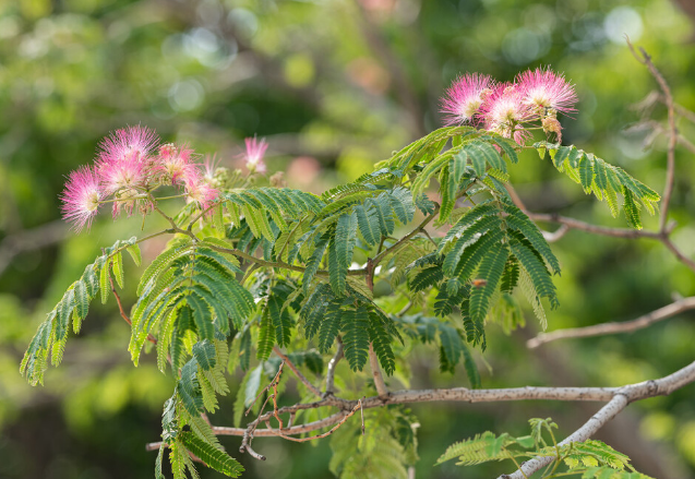 1种绿化树开花如扇子,粉嫩嫩,美极了!不少人见过却说不出名字