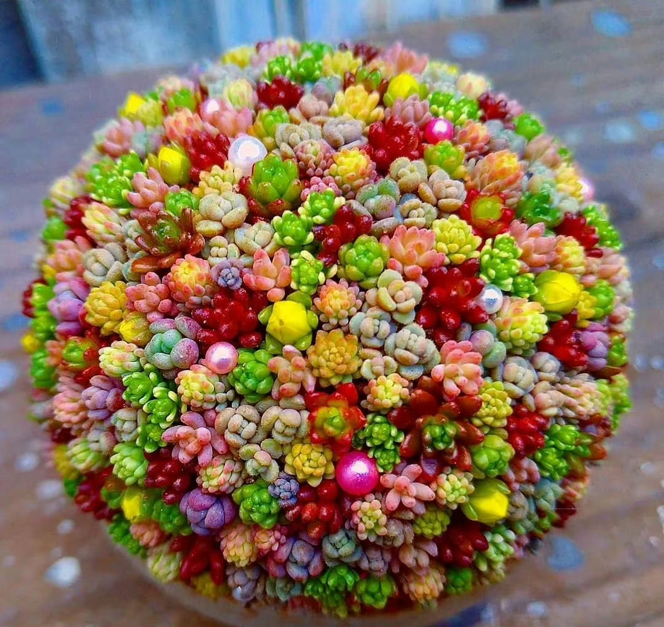 看看人家多肉植物爱好者打理的肉球球,简直太漂亮了! 67