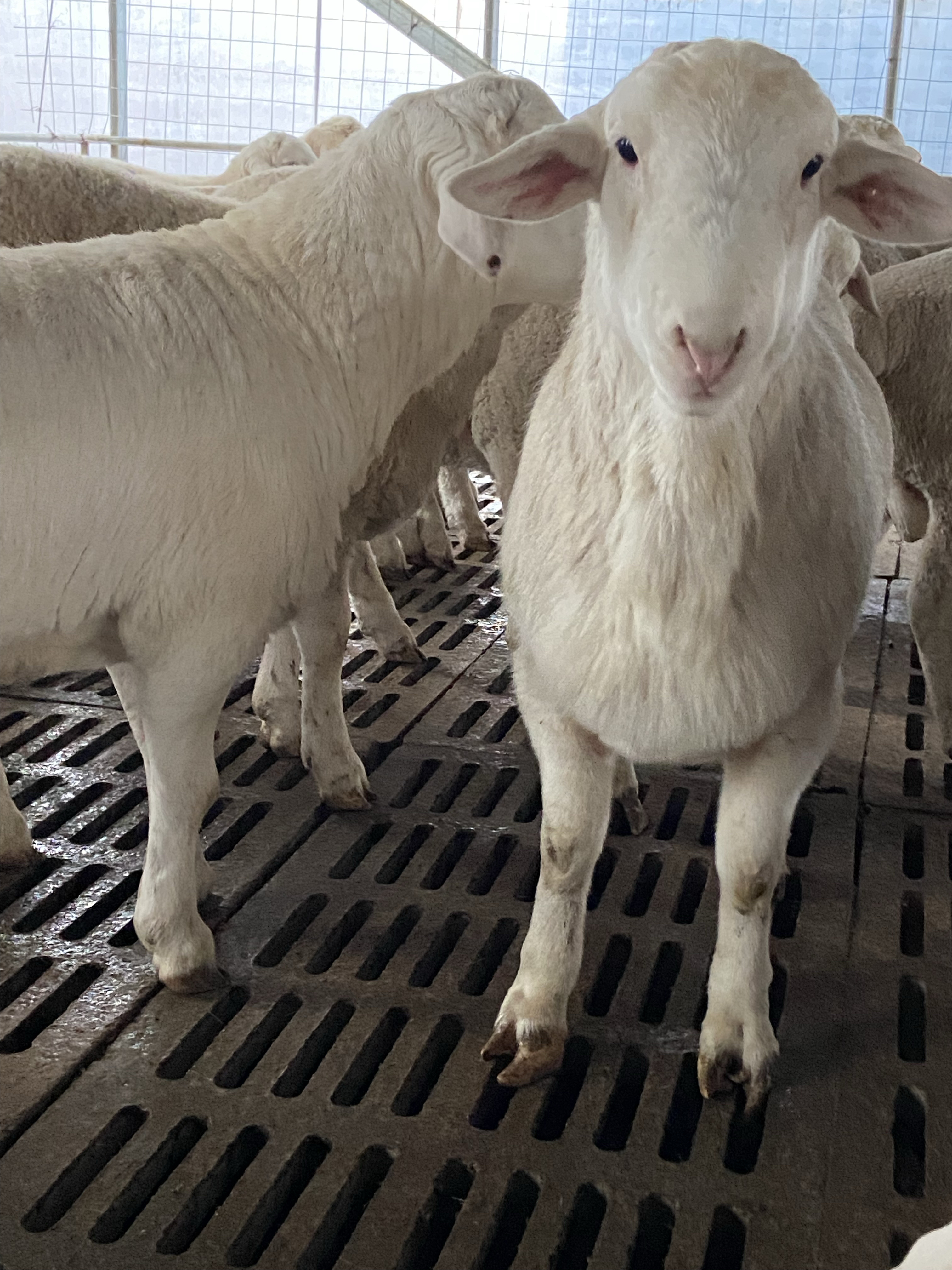 澳洲白绵羊价格与图片图片