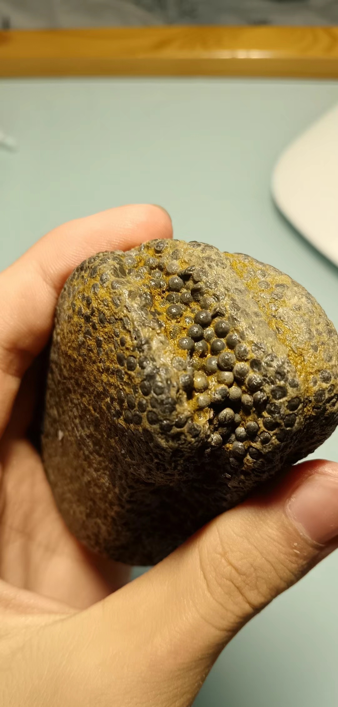 是不是捡到鱼籽化石了