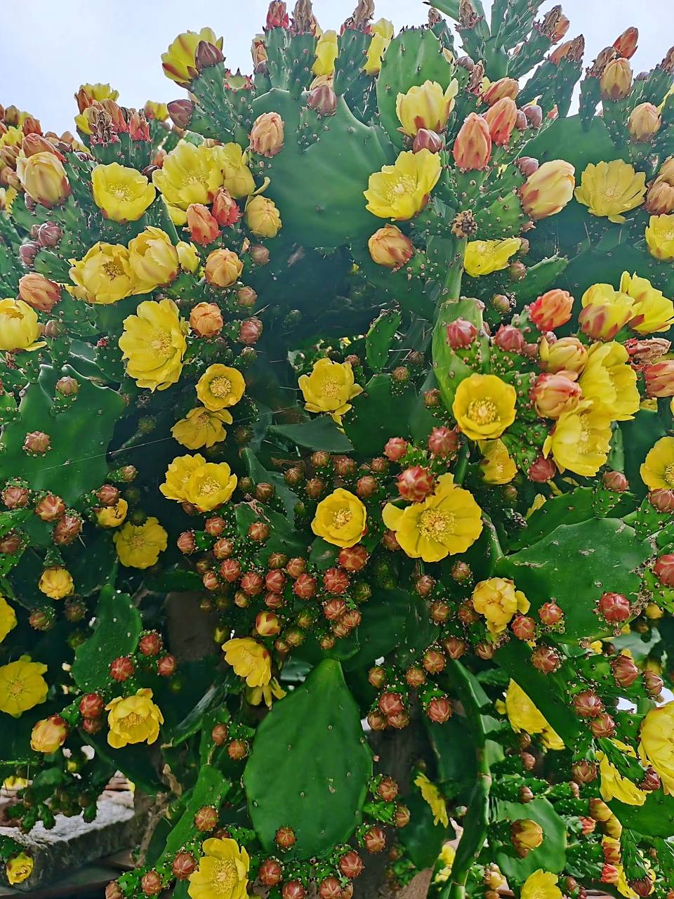 头一次见仙人掌开花!有见过的小伙伴吗?