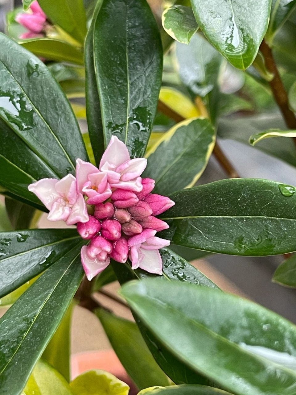 瑞香花真实图片