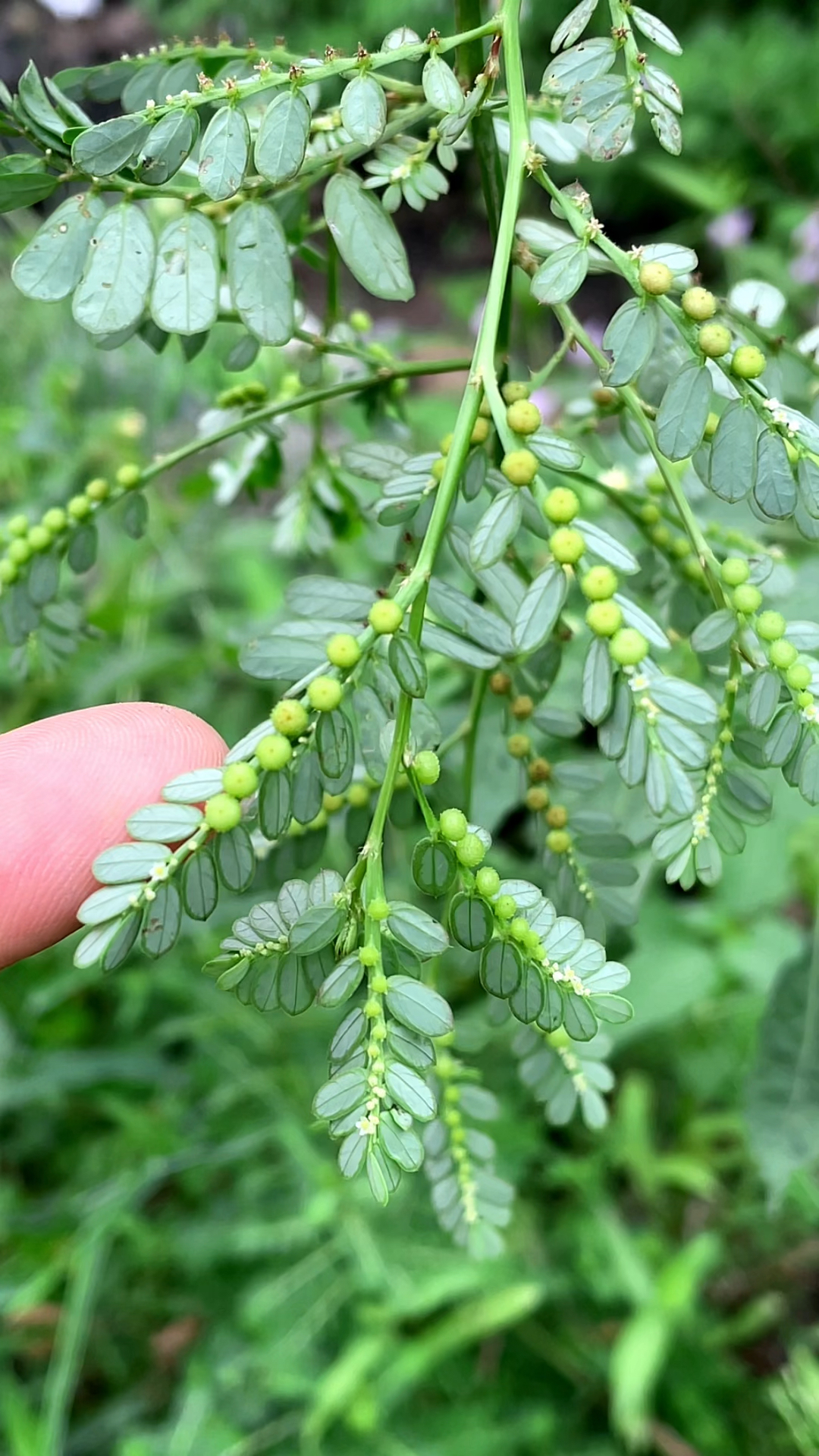 珠子草的药用价值图片