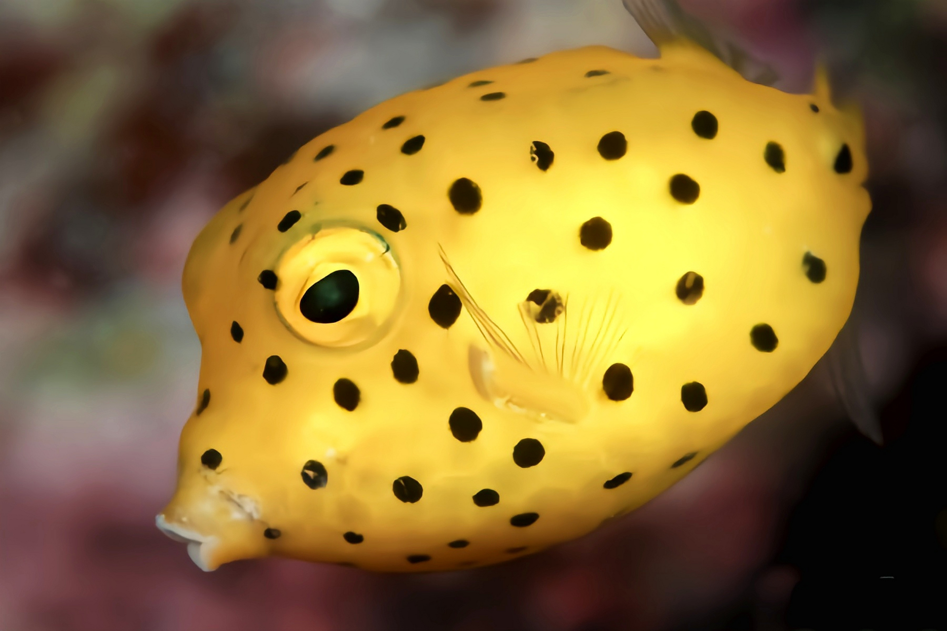 每天认识一种动物——金木瓜箱鲀 金木瓜箱鲀别名圆点鲀,立方箱鲀,粒