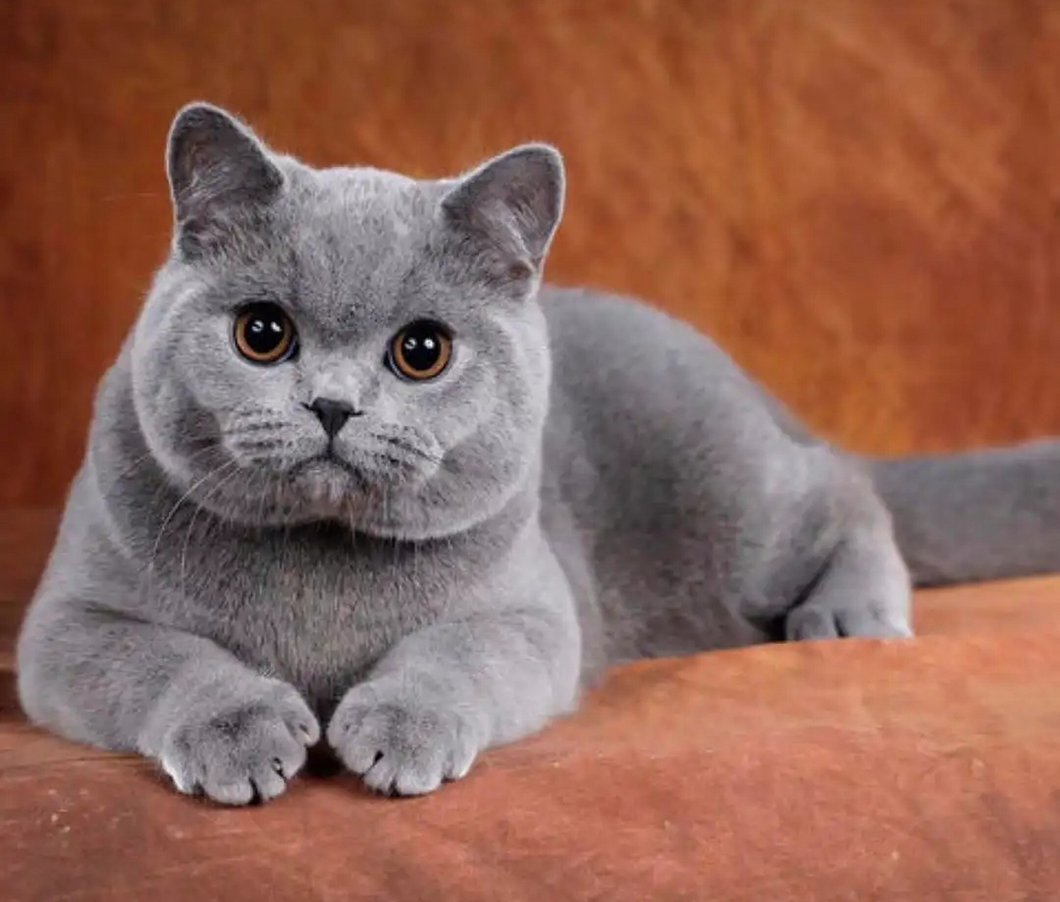 蓝猫,毛发浓密,身体矮胖