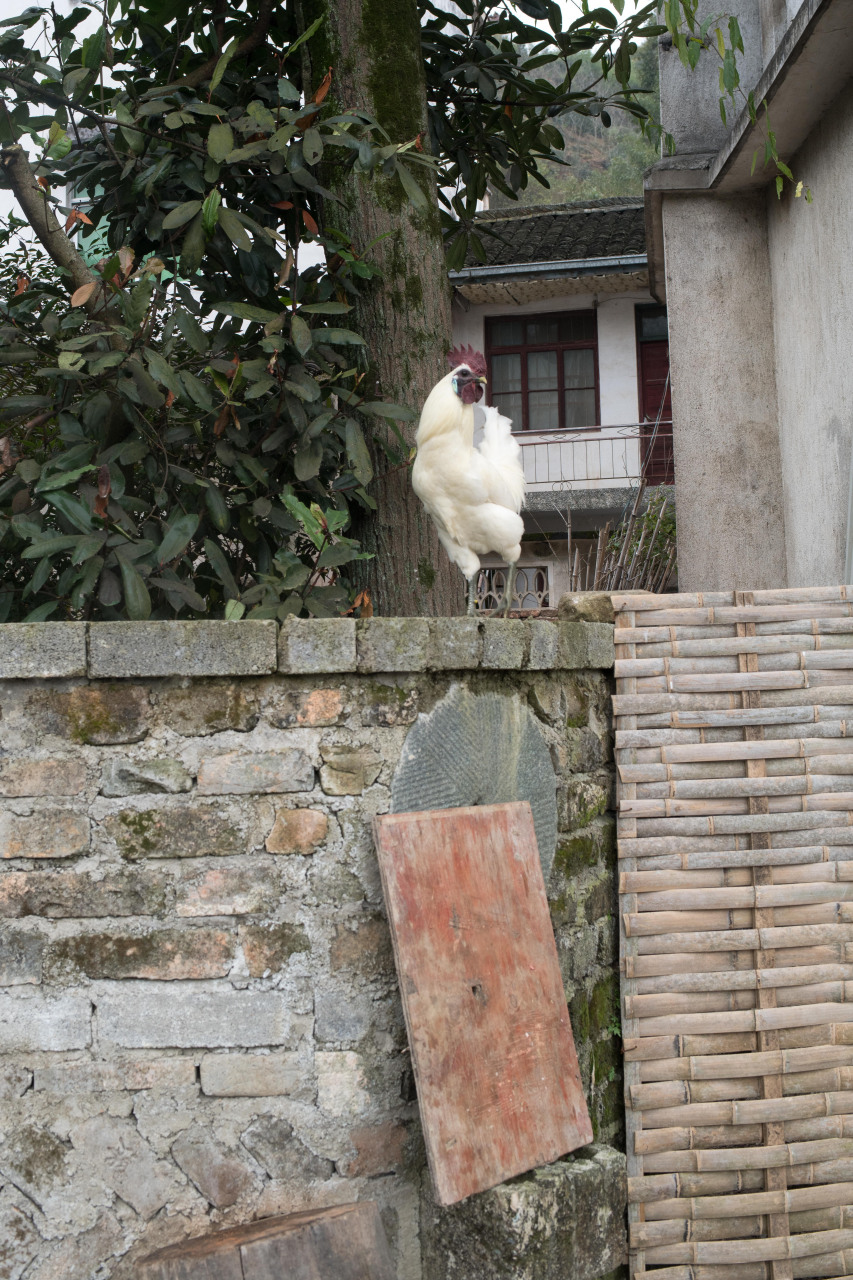 磻溪村是安徽歙县的一座古村落,村落中还保留大量明清时期的民居