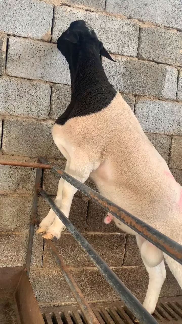 黑头杜泊种公羊,黑头杜泊