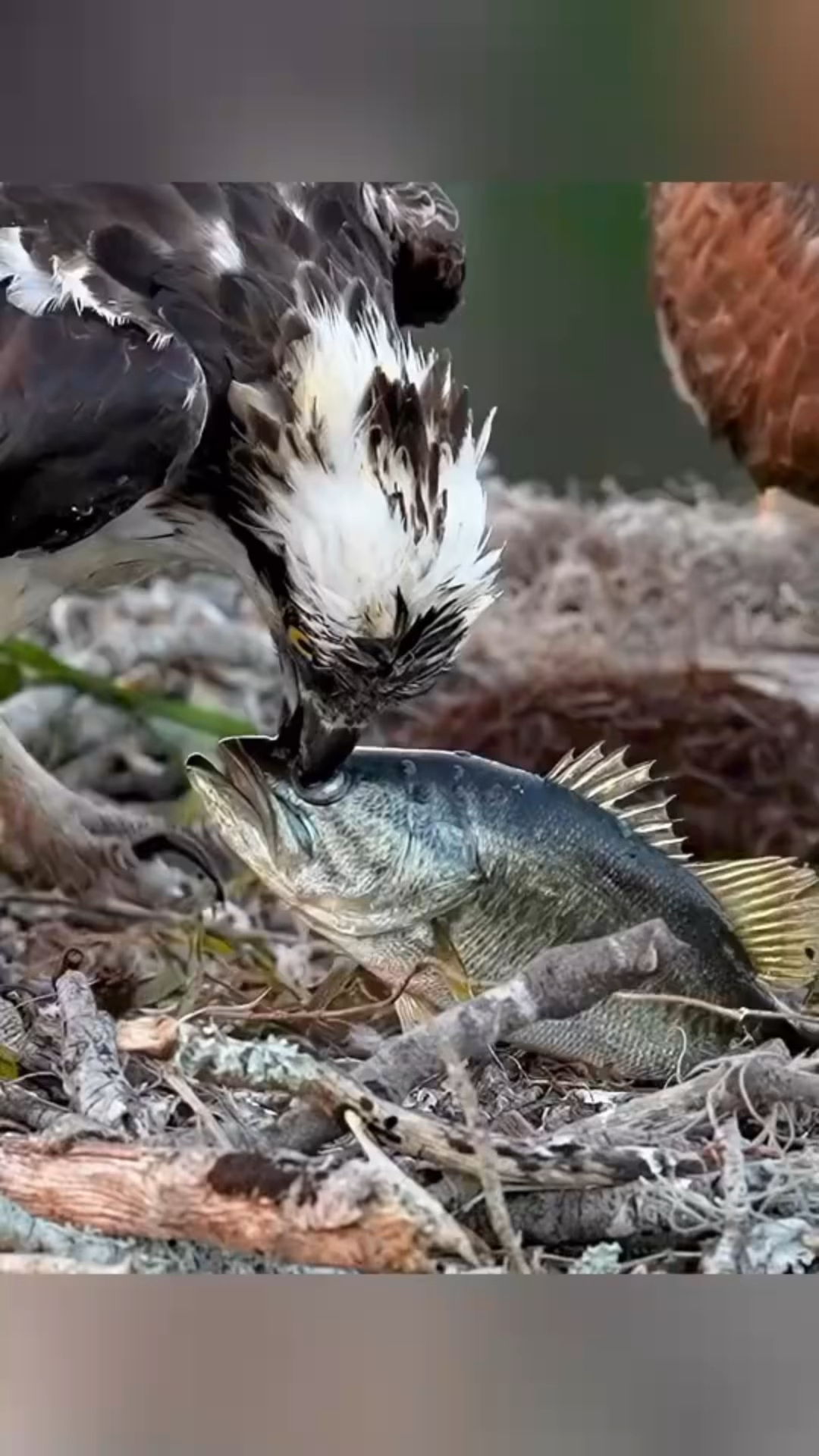 老鹰吃鱼,精彩画面