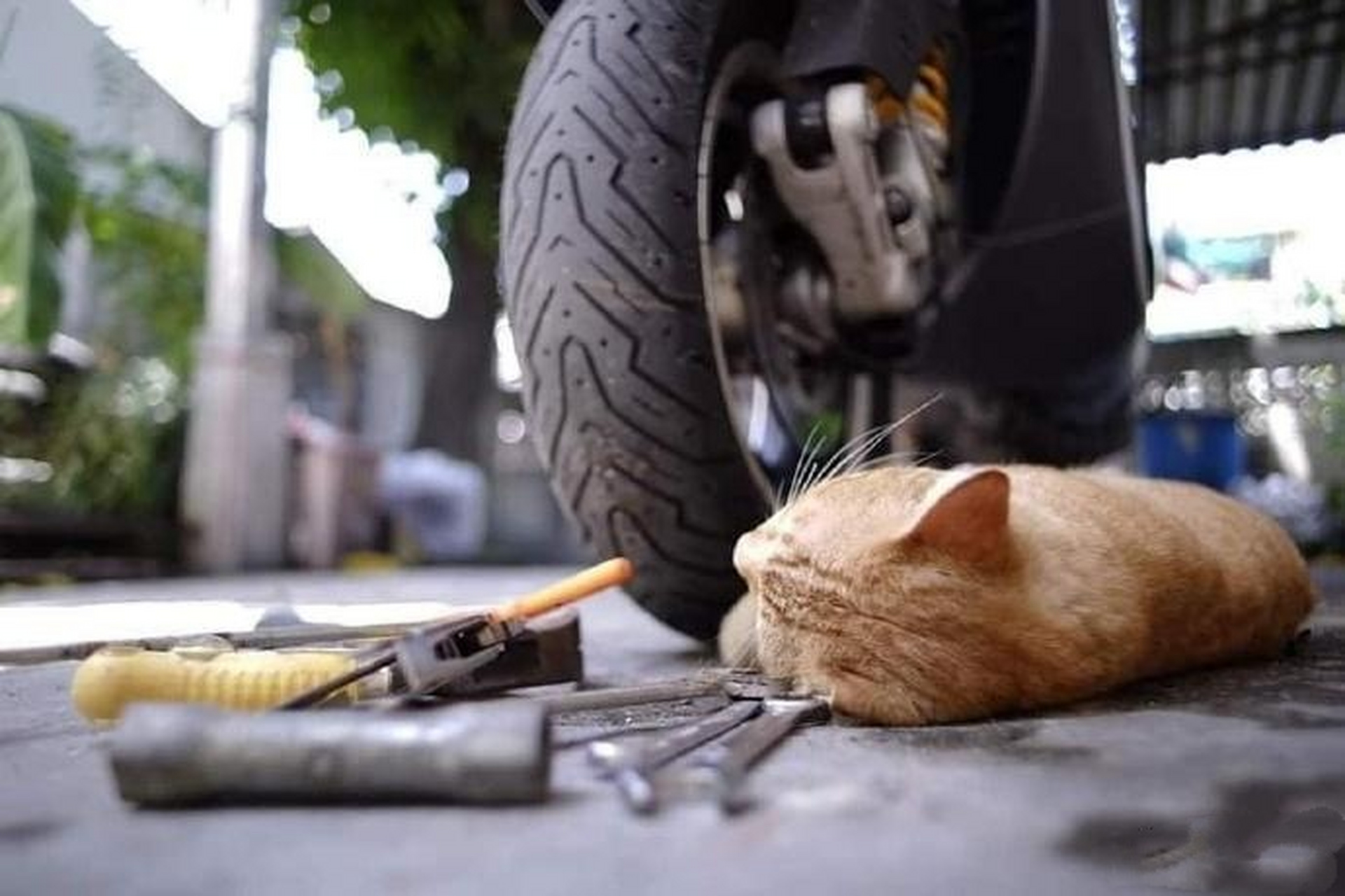 这猫师傅修车太不专业了,修一半就睡着了,该如何叫醒它?